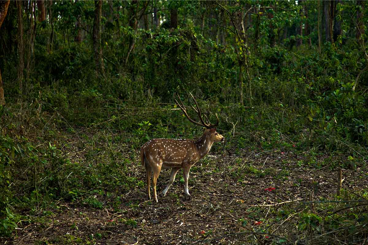 Deer Spotted in Chitwan National Park